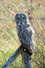 A juvenal Great Grey Owl, the largest owl in the world, is distributed ac ross the Northern Hemisphere.