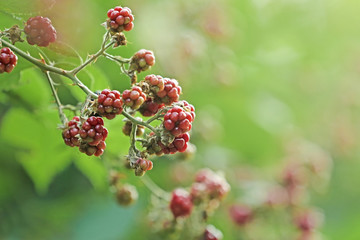 Branch with ripe and unripe blackberries on blurred background, closeup. Space for text