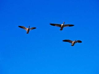 Fototapeta premium USA, Washington State, Skagit Valley, Snow Geese in flight with a blue sky day