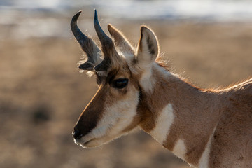 Naklejka na ściany i meble USA, Wyoming, Paradise Valley. Close-up of pronghorn antelope.