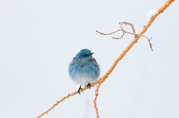 Wyoming, Sublette County, Migrating Mountain Bluebird perched on branch.