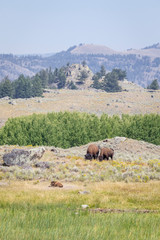 USA, Wyoming, Yellowstone National Park. Buffalos and landscape. 