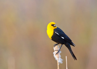 Wyoming, Sublette County, Yellow-headed Blackbird perched on cattail.