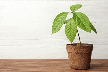 Young avocado sprout with leaves in peat pot on table against white wooden background. Space for text