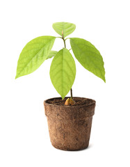 Young avocado sprout with leaves in peat pot on white background