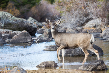 USA, Wyoming, Sublette County, Mule Deer doe at river