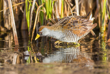 USA, Wyoming, Sublette County. Sora foraging in a wetland filled with cattails in springtime.
