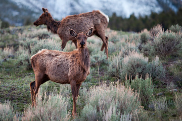 Female Elk (Cervus canadensis) in Yellowstone National Park, Wyoming