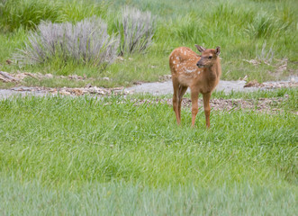 WY, Yellowstone National Park, Elk calf in meadow