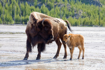 WY, Yellowstone National Park, Bison calf with mother, at Midway Geyser Basin