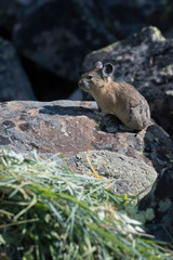 USA, Wyoming. American Pika (Ochotona princeps) on a talus slope gathering grasses for hay pile in Bridger National Forest.