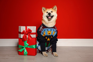 Cute Akita Inu dog in Christmas sweater near gift boxes indoors