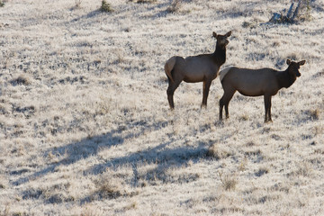 Rocky Mountain Cow Elk, frosty morning
