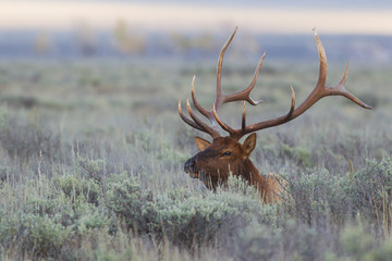 Rocky Mountain Bull Elk