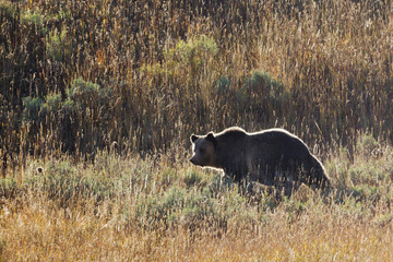 Obraz na płótnie Canvas Autumn Grizzly Bear, Yellowstone National Park.