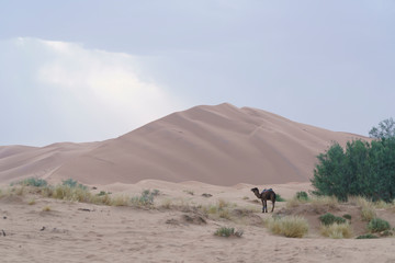 Dromedary in Sahara desert in Marocco