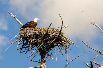 Bald eagle on nest near Madison, Yellowstone National Park, Wyoming, USA.