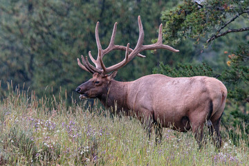 Naklejka na ściany i meble Male elk with impressive antlers. Yellowstone National Park. Wyoming.