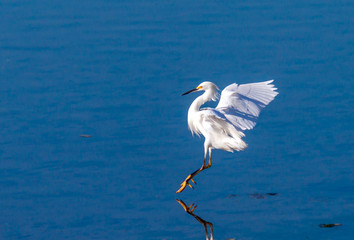 snowy egret landing on back bay in Newport Beach California on a sunny day