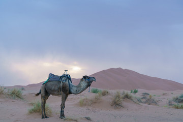 Dromedary in Sahara desert in Marocco