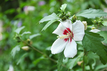 Beautiful tropical Hibiscus flower on bush outdoors