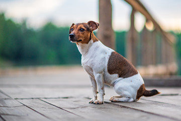 Closeup portrait of a beautiful Jack Russell dog.