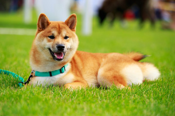 The dog breed Shiba Inu close up on green grass