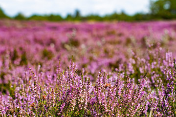 The heather blooms in the dunes on the island of Fanø on the Danish west coast and on the North Sea