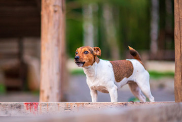 Closeup portrait of a beautiful Jack Russell dog.