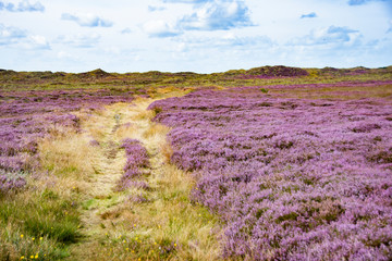Fototapeta na wymiar The heather blooms in the dunes on the island of Fanø on the Danish west coast and on the North Sea