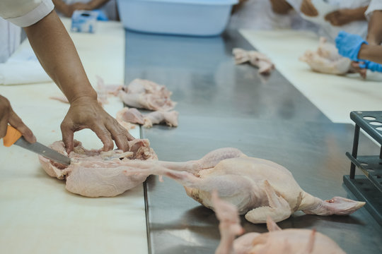 Cutting Chicken Carcass In Factory. Poultry Production In Food Industry