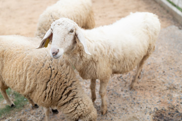 Close up white sheep in the farm.