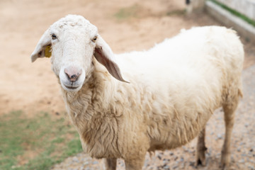Close up white sheep in the farm.