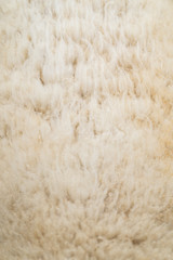 Close up soft wool sheep texture.