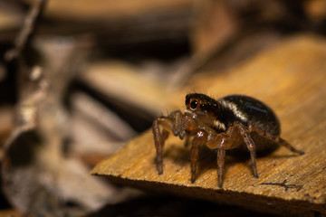 Jumping spider in garden