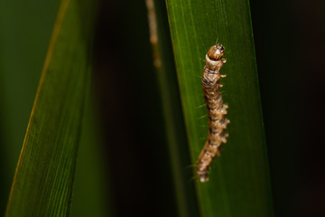 Caterpillar suspended on web