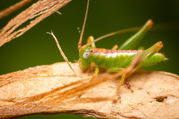 Grasshopper on tree bark