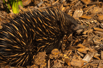 Echidna feeding
