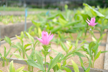 siam tulip flower garden field