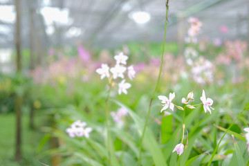 orchid flower in greenhouse nursery farm