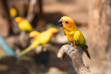 Obraz premium Yellow Eclectus Parrot.