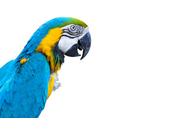 Blue Macaw Parrot.