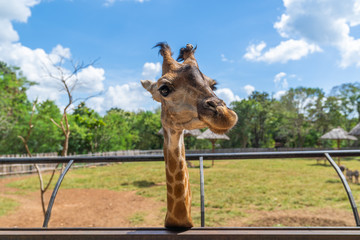 Obraz premium Close up. A big head giraffe happiness in nature farm, with blue sky background.