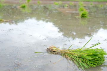 rice seedlings for growing in paddy field