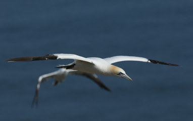 A beautiful Gannet, Morus bassanus, flying above the sea in the UK.	