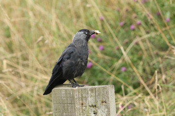 A pretty Jackdaw, Corvus monedula, perching on a wooden fence post with food in its beak.