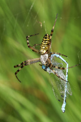 A beautiful Wasp Spider, Argiope bruennichi, eating a Damselfly that has got caught in its web.
