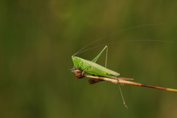 A pretty Long-winged Conehead Cricket, Conocephalus discolor,  perched on a plant in heath land.