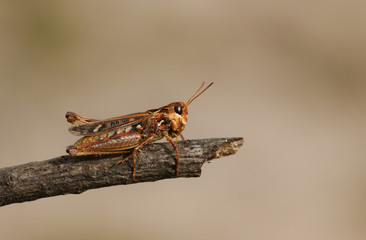 A pretty female Mottled Grasshopper, Myrmeleotettix maculatus, perching on a twig in heath land.