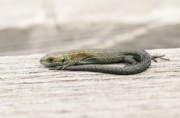 A tiny baby Common Lizard, Zootoca vivipara, warming up on a wooden boardwalk. It is the size of a small earthworm.